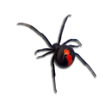 Reading - The Redback Spider
