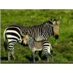 Reading - Zebras