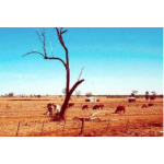 Reading - Australian Drought - A question