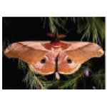 Reading - The Emperor Gum Moth