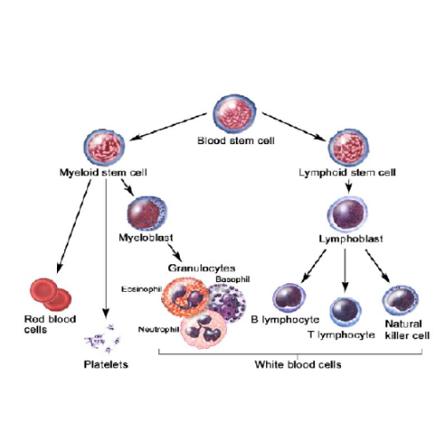 Biology Chapter 18 - Cell Growth and Differentiation