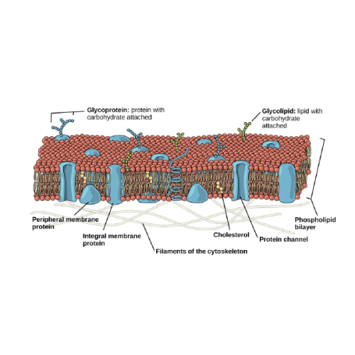 Biology Chapter 2 - Cell Structure