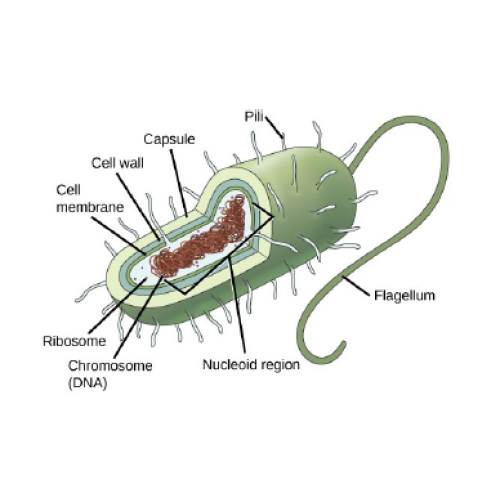 Biology Chapter 20 - Chromosome Structure and Function