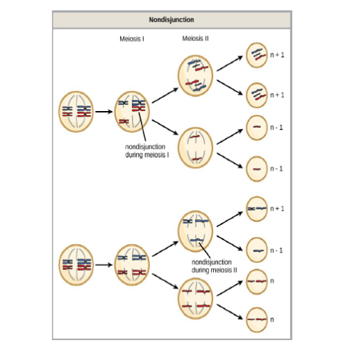 Biology Chapter 20 - Chromosome Structure and Function