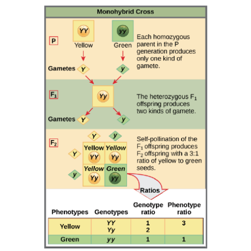 Biology Chapter 22 - Mendel's Experiments and Heredity