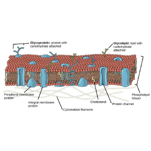 Biology Chapter 3 - Structure and Function of Plasma Membranes