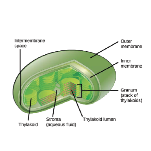 Biology Chapter 4 - Metabolism