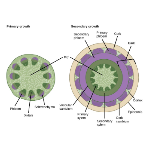 Biology Chapter 5 - Structure and Function of Vascular Plants