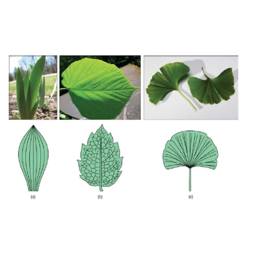 Biology Chapter 5 - Structure and Function of Vascular Plants