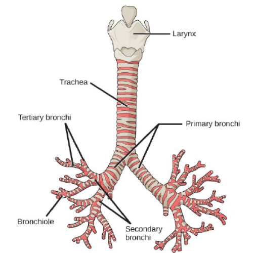 Biology Chapter 7 - The Mammalian Respiratory System