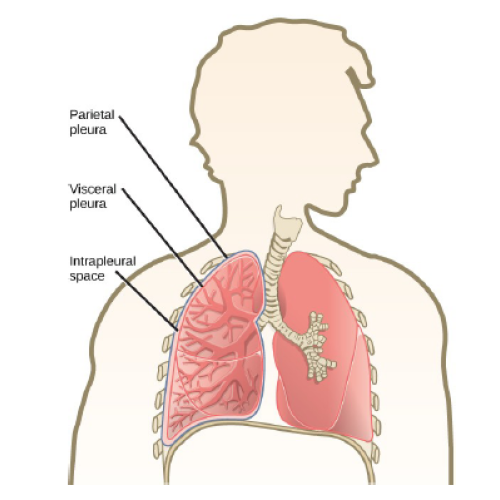 Biology Chapter 7 - The Mammalian Respiratory System