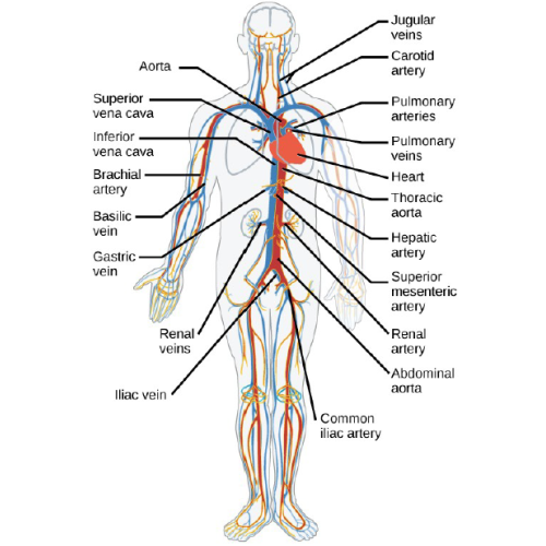 Biology Chapter 8 - The Mammalian Circulatory System