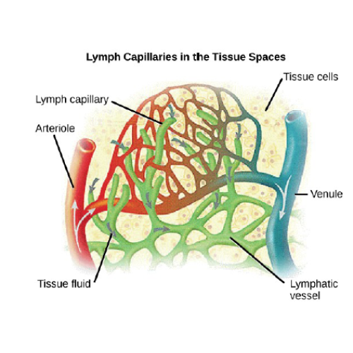 Biology Chapter 8 - The Mammalian Circulatory System