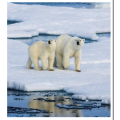 Digital Resource 1 - Literacy and Numeracy Arctic Level 1 Paper